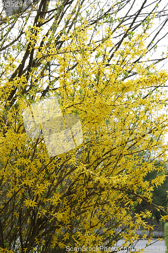 Image of Forsythia