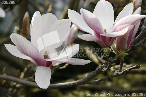 Image of Magnolia