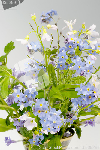 Image of Spring Flowers