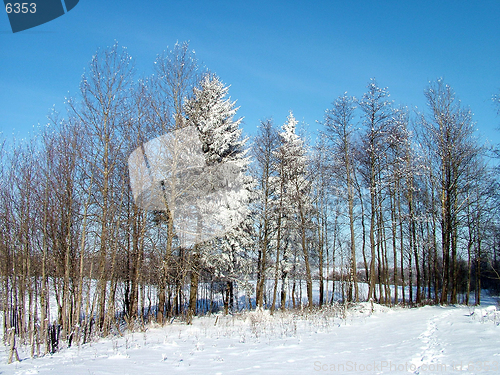 Image of Trees line in winter