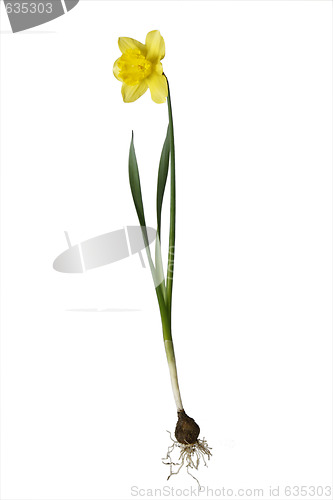 Image of Daffodil