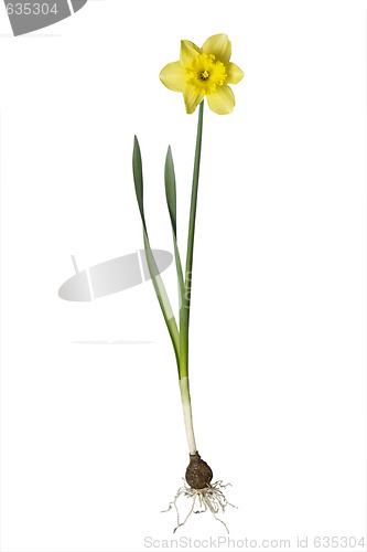 Image of Daffodil