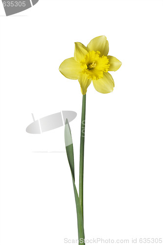 Image of Daffodil