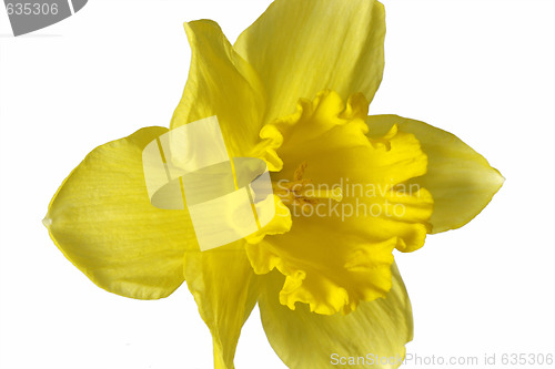 Image of Daffodil