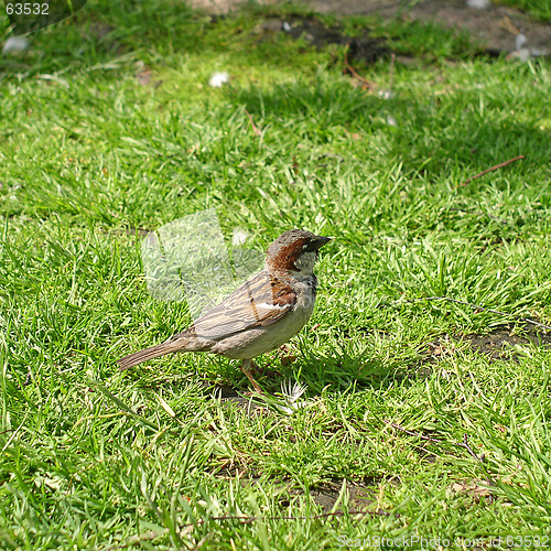 Image of House Sparrow