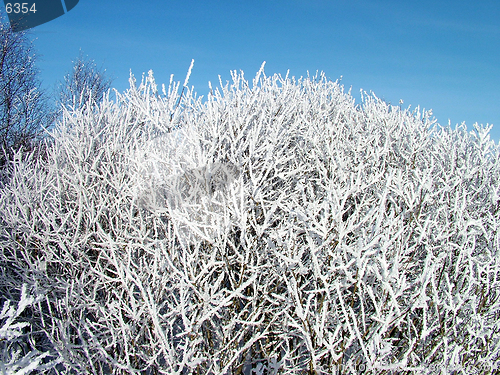 Image of Shrub whit hoarfrost 1