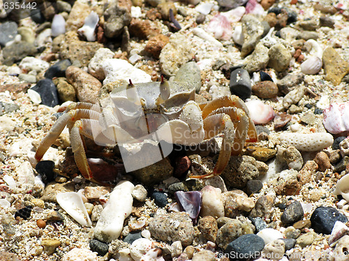 Image of Crab on a beach