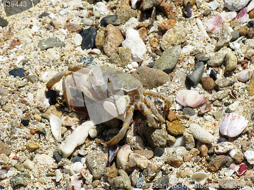 Image of Crab, Abu Dabab