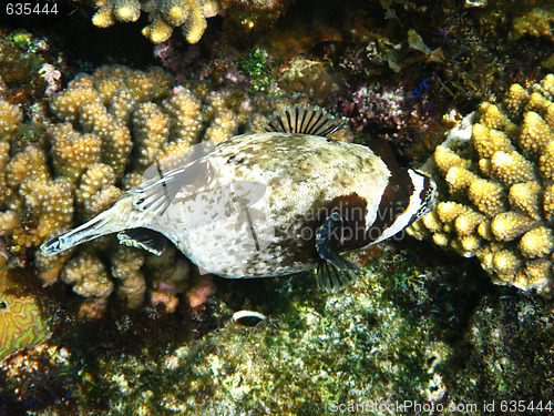 Image of Masked puffer and coral