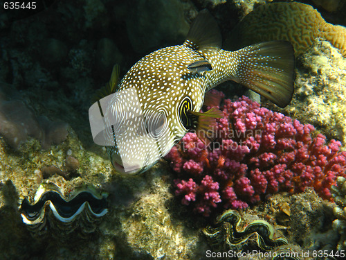 Image of White-spotted puffer