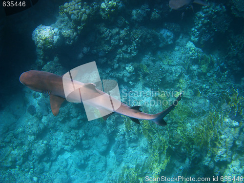 Image of Whitetip reef shark in Red sea