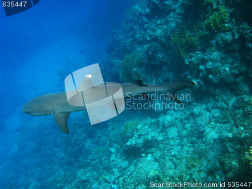 Image of Whitetip reef shark, Marsa Alam