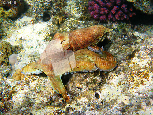 Image of Corals and octopus