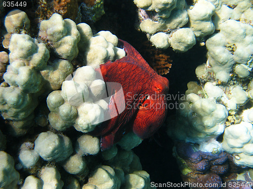 Image of Octopus and coral reef