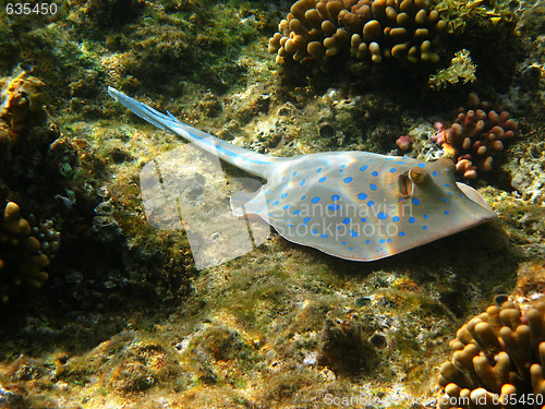 Image of Blue-spotted stingray and reef