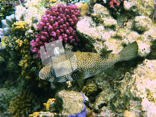 Image of White-spotted puffer and coral