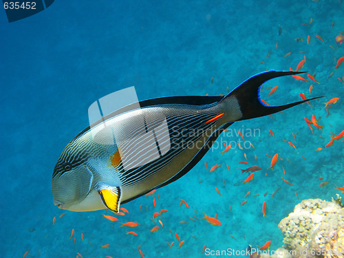 Image of Sohal surgeonfish and coral reef