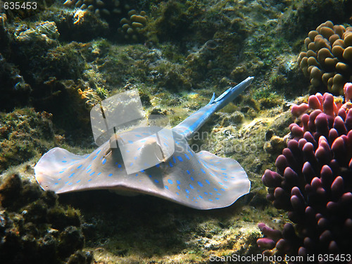 Image of Blue-spotted stingray, Marsa Alam