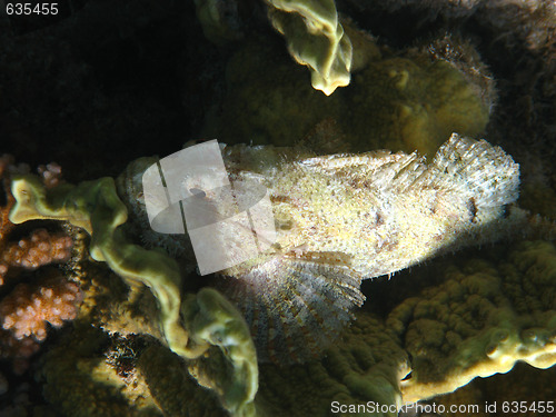 Image of Tassled scorpionfish