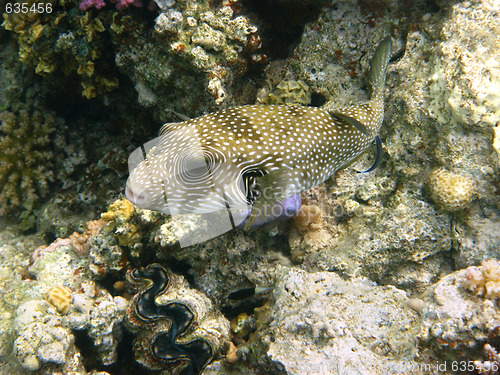 Image of White-spotted puffer and coral reef