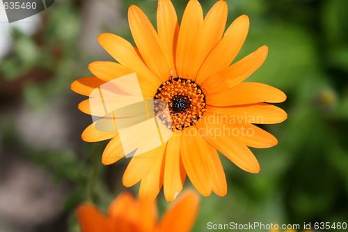 Image of Golden flower