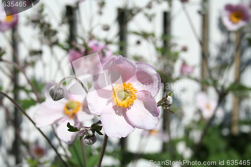 Image of Anemones