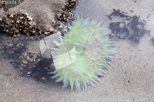 Image of Sea Anemone