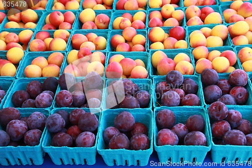 Image of Plums and Apricots