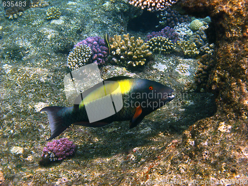 Image of Parrot fish and reef