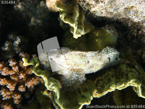 Image of Tassled scorpionfish and coral