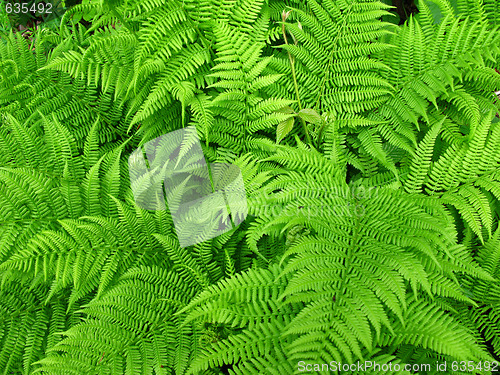 Image of Fern background