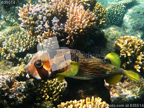 Image of Black-blotched porcupinefish and reef