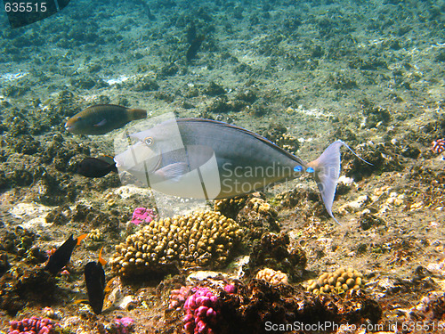 Image of Bluespine unicornfish