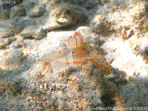 Image of Ceylon gymnodorid