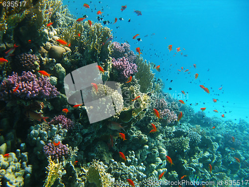 Image of Coral reef and tropical fishes