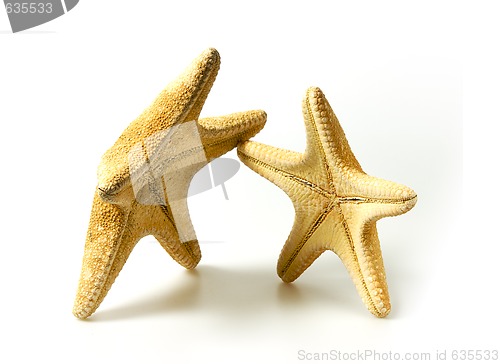 Image of Starfish