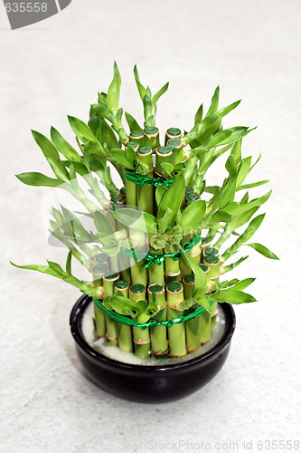 Image of Bamboo plant