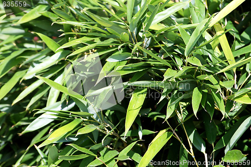 Image of Bamboo plant detail