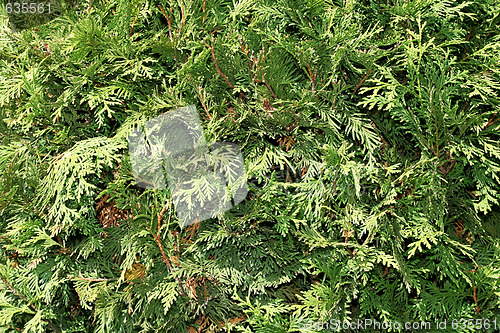 Image of Conifer pattern