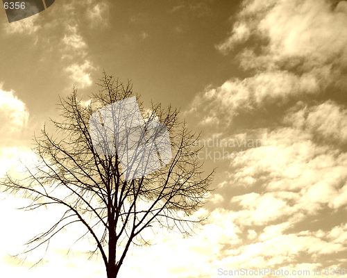 Image of Tree silhouette in sky