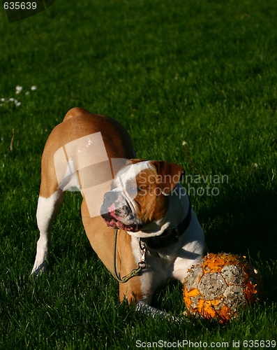 Image of Olde English Bulldogge