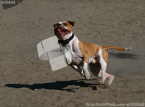 Image of Dog playing