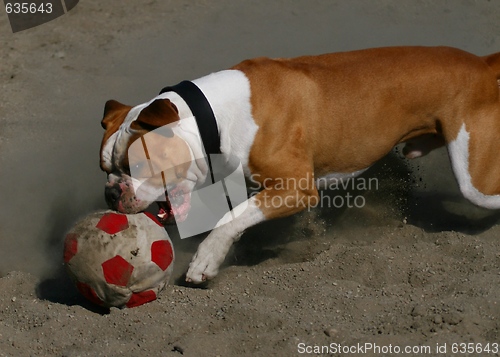 Image of Olde English Bulldogge