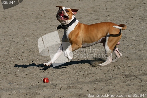 Image of Dog playing