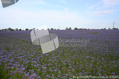 Image of Country field