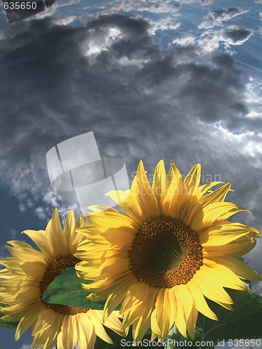 Image of Sunflowers