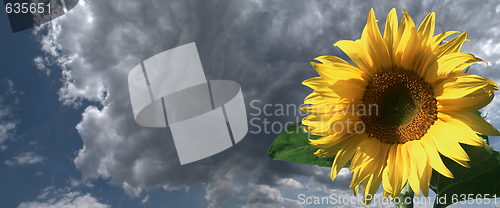 Image of Sunflower