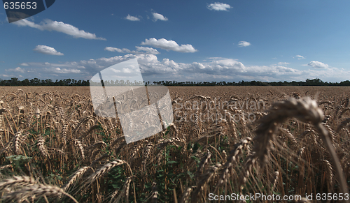 Image of Grainfield