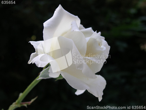 Image of white rose