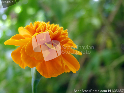 Image of marigold